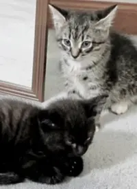 猛男必看！《纪录片：萌宠记》治愈来袭，猫狗双全的人生赢家！