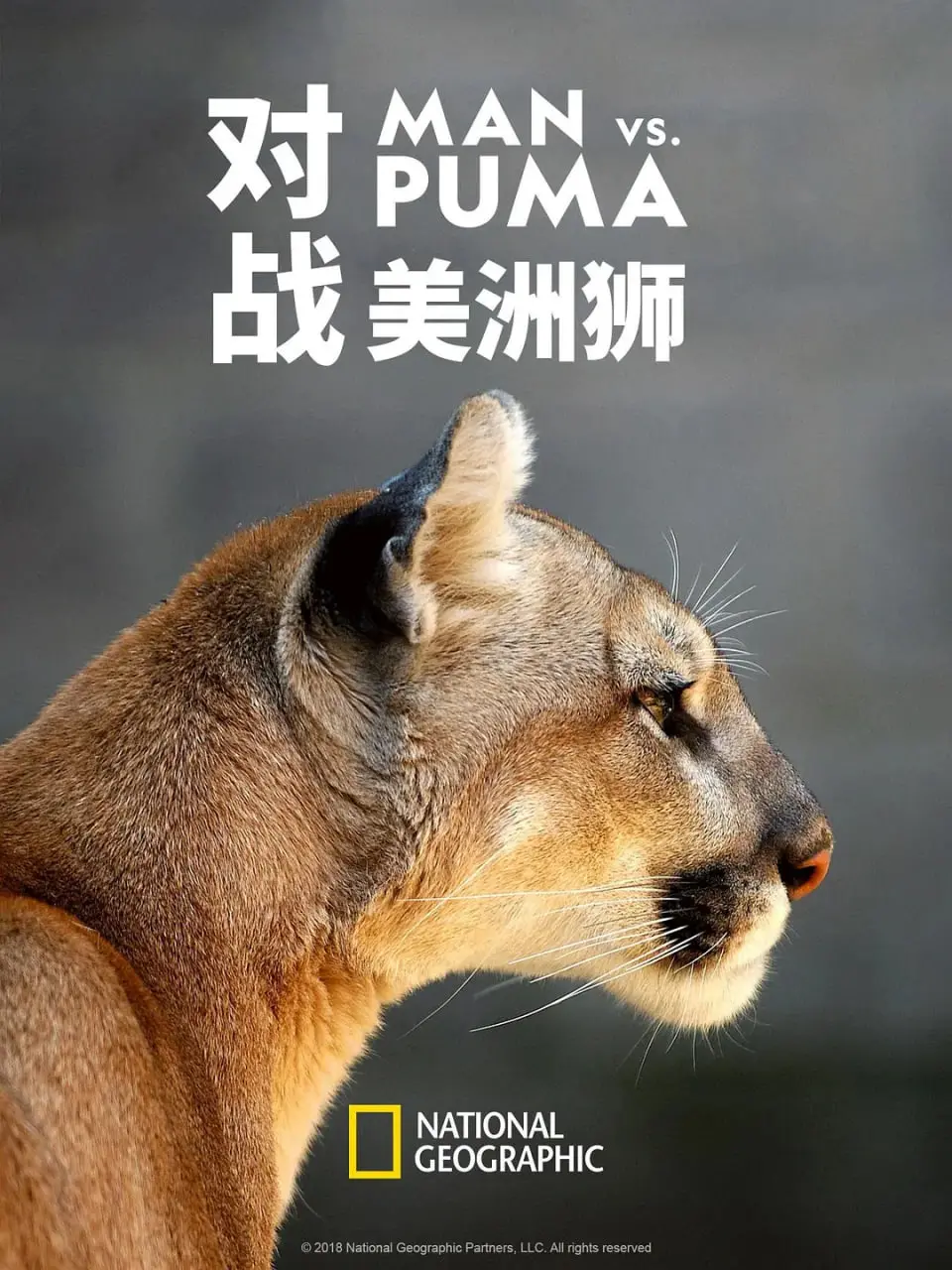 《对战美洲狮》：硬核悬疑？还是低成本惊悚？看完我只想告别！